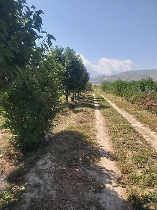 Продается участок 1 гектар!!! Из которого 60 сотых посажена малина 40 Бишкек - изображение 20