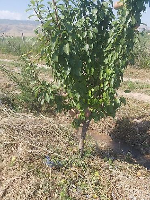 Продается участок 1 гектар!!! Из которого 60 сотых посажена малина 40 Бишкек - изображение 13