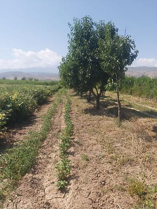 Продается участок 1 гектар!!! Из которого 60 сотых посажена малина 40 Бишкек - изображение 17