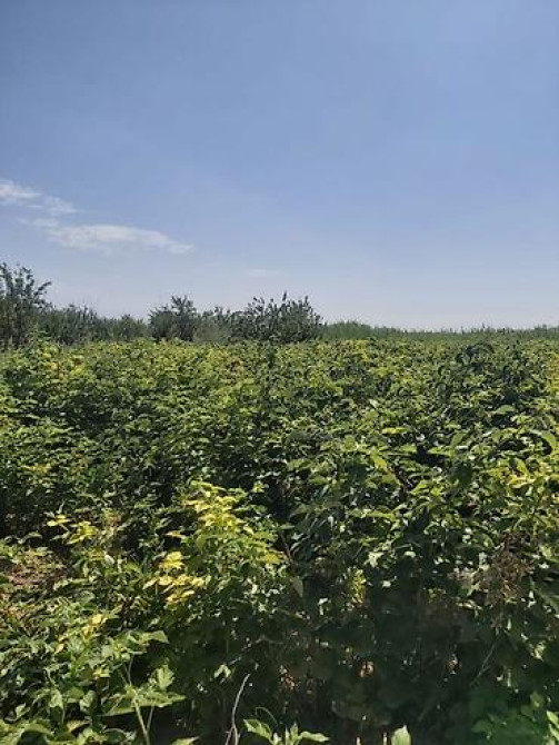 Продается участок 1 гектар!!! Из которого 60 сотых посажена малина 40 Бишкек - изображение 8