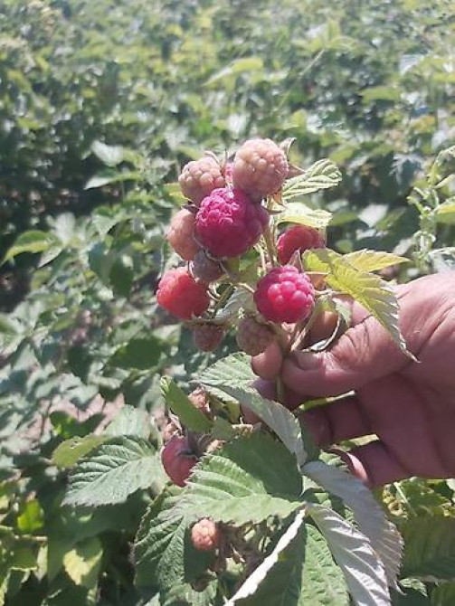 Продается участок 1 гектар!!! Из которого 60 сотых посажена малина 40 Бишкек - изображение 10