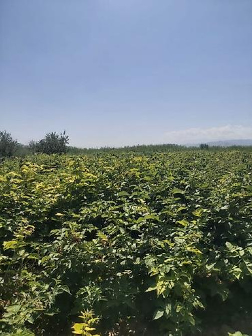 Продается участок 1 гектар!!! Из которого 60 сотых посажена малина 40 Бишкек - изображение 1