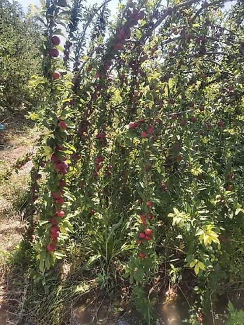 Продается участок 1 гектар!!! Из которого 60 сотых посажена малина 40 Бишкек - изображение 3