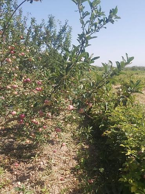 Продается участок 1 гектар!!! Из которого 60 сотых посажена малина 40 Бишкек - изображение 26