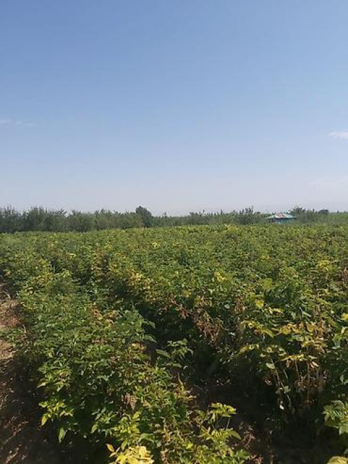 Продается участок 1 гектар!!! Из которого 60 сотых посажена малина 40 Бишкек - изображение 22