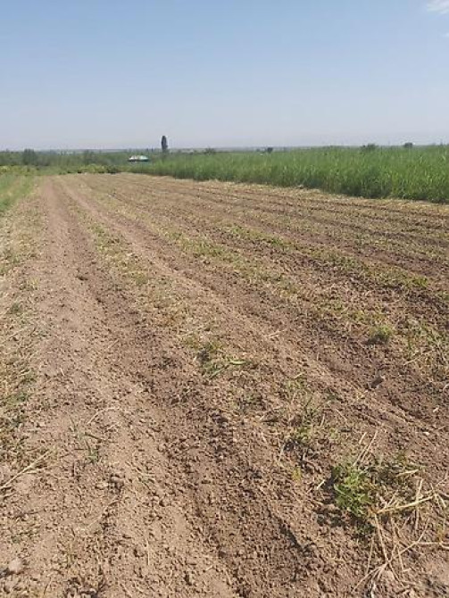 Продается участок 1 гектар!!! Из которого 60 сотых посажена малина 40 Бишкек - изображение 7