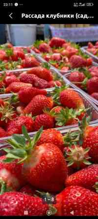 Клубника көчөт : альбион,мурана.Баасы:10сом Бишкек