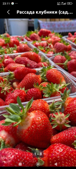 Клубника көчөт : альбион,мурана.Баасы:10сом Бишкек - изображение 1
