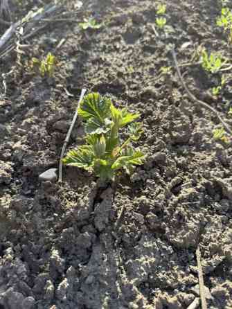 Саженцы малины геракл (корневые отпрыски) - Сортовая малина из Бишкек