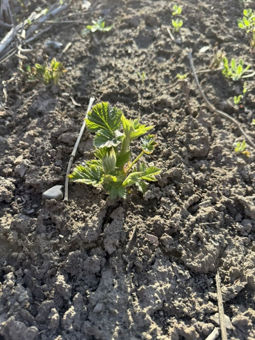 Саженцы малины геракл (корневые отпрыски) - Сортовая малина из Бишкек - изображение 1
