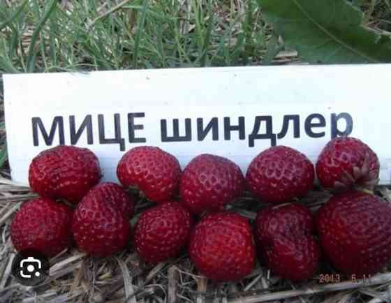 Продаю рассаду клубники сорт Черный принц Мице Шиндлер очень вкусно и Бишкек