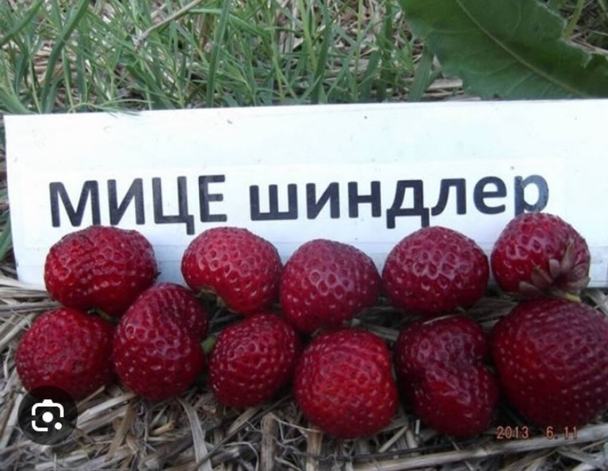 Продаю рассаду клубники сорт Черный принц Мице Шиндлер очень вкусно и Бишкек - изображение 1