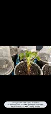 Саженцы малины в стаканчиках - Молодые укоренённые саженцы малины Бишкек