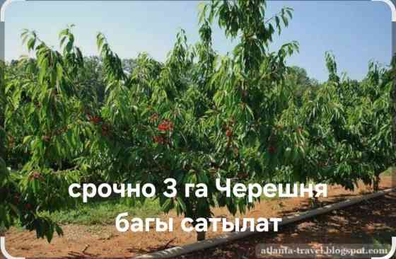 Уй 30 соток участогу менен. 3 гектар улуш айдоо жеринде 800 туп 7 Бишкек