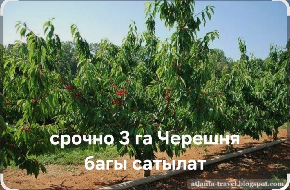 Уй 30 соток участогу менен. 3 гектар улуш айдоо жеринде 800 туп 7 Бишкек - изображение 1
