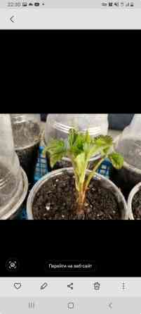 Саженцы малины в стаканчиках - Молодые укоренённые саженцы малины Бишкек