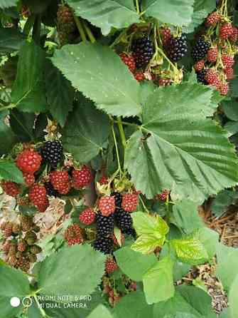 Продаются саженцы ежемалины. Сорт 