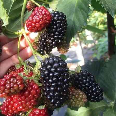 Продаются саженцы ежемалины. Сорт 