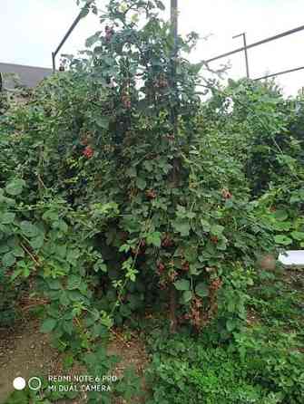 Продаются саженцы ежемалины. Сорт 