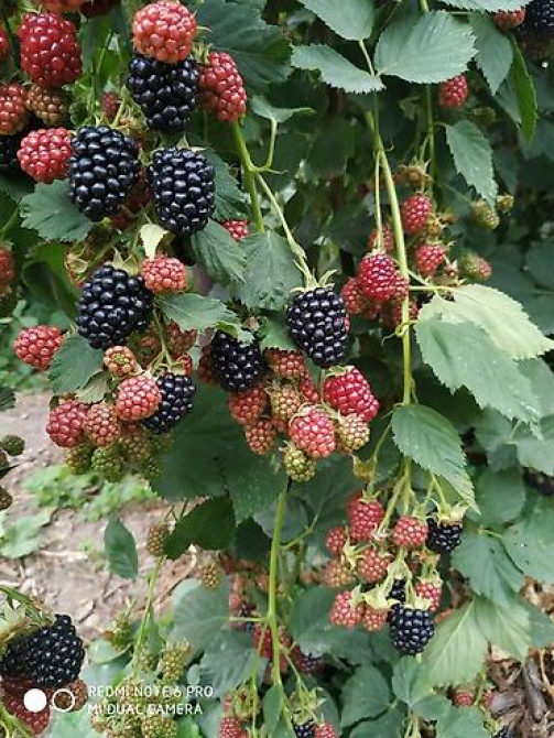 Продаются саженцы ежемалины. Сорт 