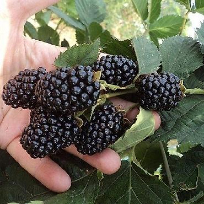 Продаются саженцы ежемалины. Сорт 