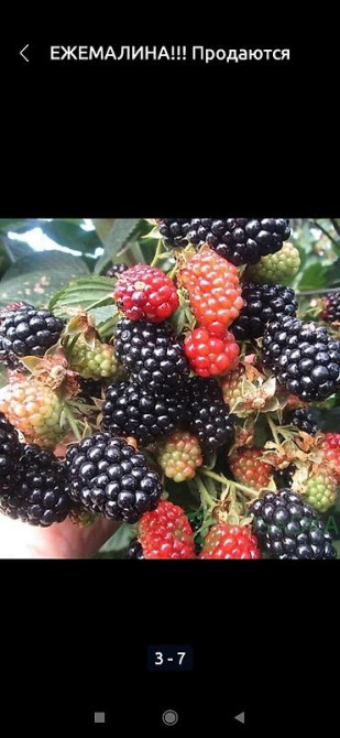 Продаются саженцы ежемалины. Сорт 