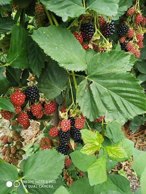 Продаются саженцы ежемалины. Сорт 