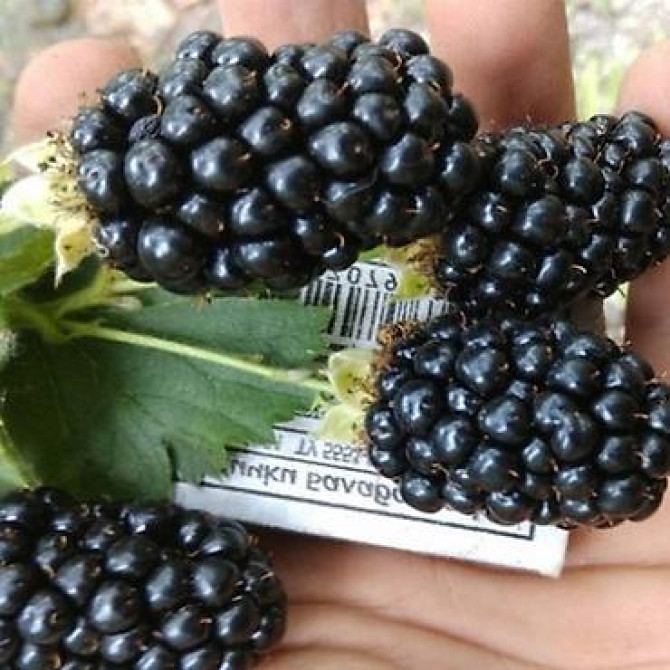 Продаются саженцы ежемалины. Сорт 