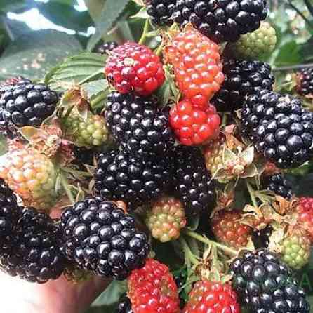 ЕЖЕМАЛИНА!!! Продаются саженцы ежемалины. Сорт 