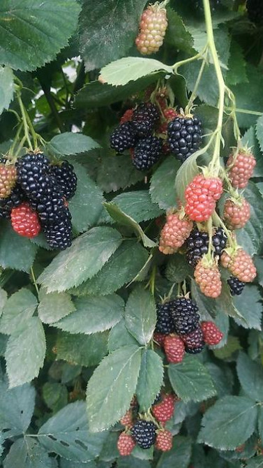 ЕЖЕМАЛИНА!!! Продаются саженцы ежемалины. Сорт 