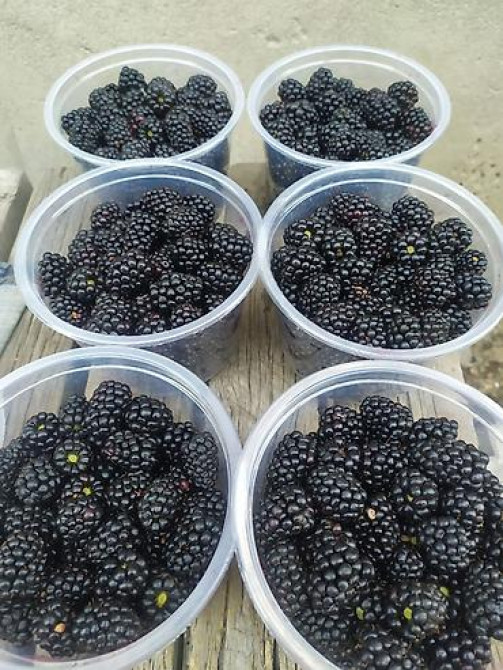 ЕЖЕМАЛИНА!!! Продаются саженцы ежемалины. Сорт 