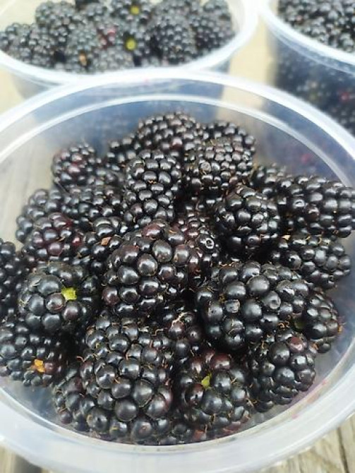 ЕЖЕМАЛИНА!!! Продаются саженцы ежемалины. Сорт 