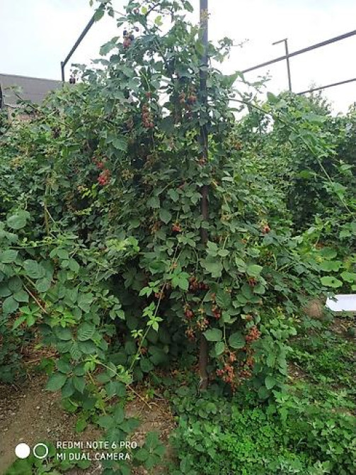 ЕЖЕМАЛИНА!!! Продаются саженцы ежемалины. Сорт 