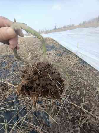 Саженцы ежевики (корневые отпрыски с комом земли) - Тип: малина Бишкек