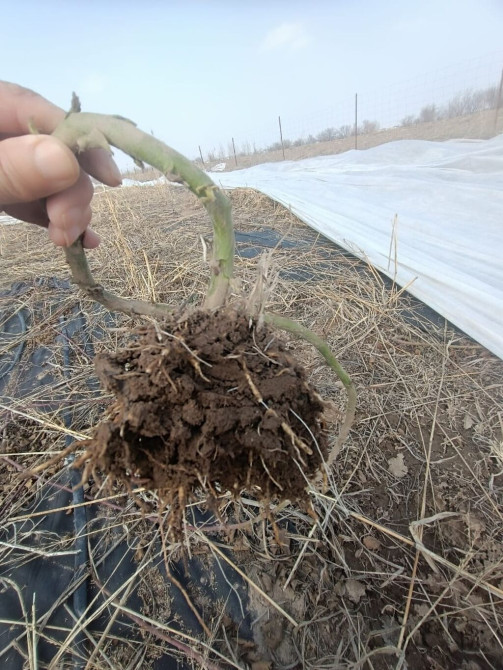 Саженцы ежевики (корневые отпрыски с комом земли) - Тип: малина Бишкек - изображение 1