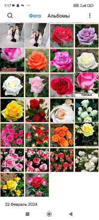 Саженцы у Сони Саженцы всех видов — питомник плодово-ягодных культур Бишкек