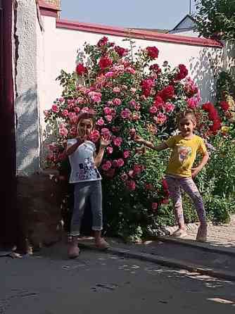 Саженцы у Сони Саженцы всех видов — питомник плодово-ягодных культур Бишкек
