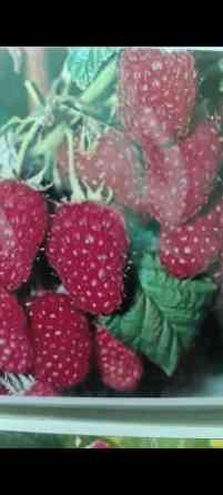 Саженцы у Сони Саженцы всех видов — питомник плодово-ягодных культур Бишкек