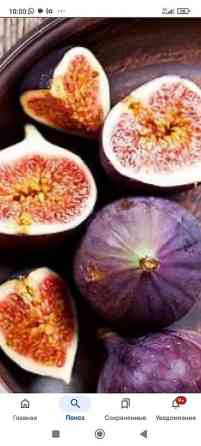 Саженцы у Сони Саженцы всех видов — питомник плодово-ягодных культур Бишкек