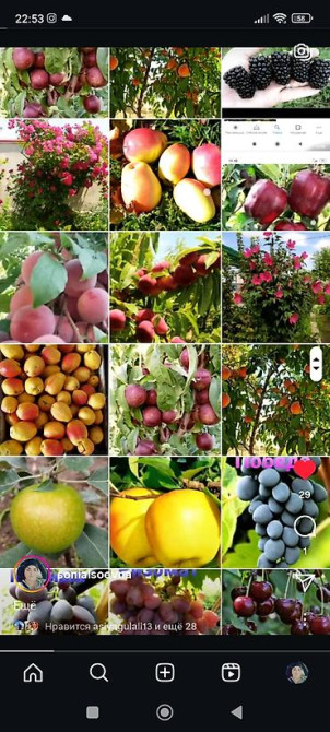 Саженцы у Сони Саженцы всех видов — питомник плодово-ягодных культур Бишкек - изображение 35