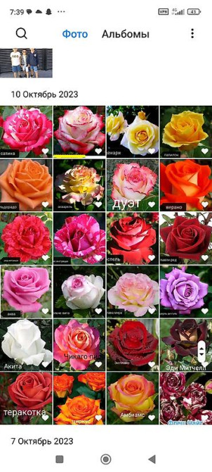 Саженцы у Сони Саженцы всех видов — питомник плодово-ягодных культур Бишкек - изображение 51