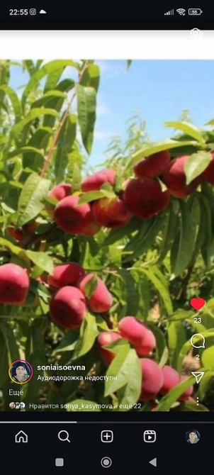 Саженцы у Сони Саженцы всех видов — питомник плодово-ягодных культур Бишкек - изображение 21