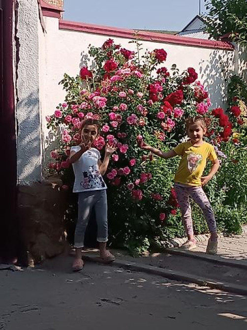 Саженцы у Сони Саженцы всех видов — питомник плодово-ягодных культур Бишкек - изображение 24