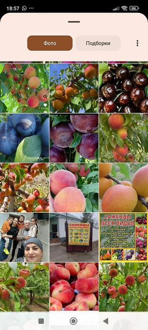 Саженцы у Сони Саженцы всех видов — питомник плодово-ягодных культур Бишкек - изображение 14