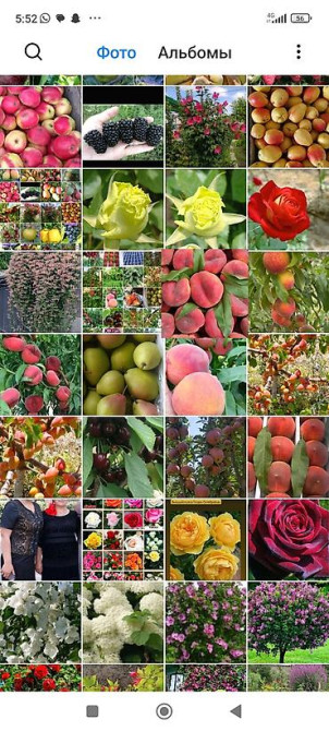 Саженцы у Сони Саженцы всех видов — питомник плодово-ягодных культур Бишкек - изображение 36