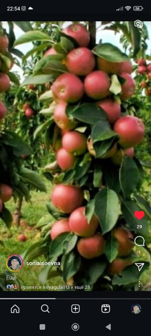 Саженцы у Сони Саженцы всех видов — питомник плодово-ягодных культур Бишкек - изображение 20