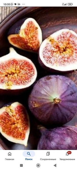 Саженцы у Сони Саженцы всех видов — питомник плодово-ягодных культур Бишкек - изображение 52