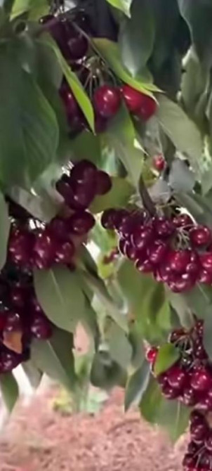 Саженцы у Сони Саженцы всех видов — питомник плодово-ягодных культур Бишкек - изображение 40