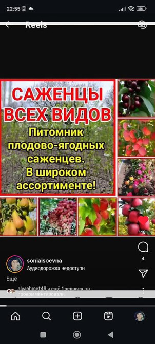 Саженцы у Сони Саженцы всех видов — питомник плодово-ягодных культур Бишкек - изображение 10