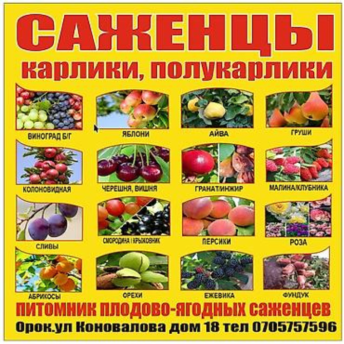 Саженцы у Сони Саженцы всех видов — питомник плодово-ягодных культур Бишкек - изображение 32